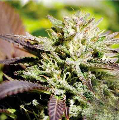 Caramelo Fast Version > Delicious Seeds | Feminisierte Hanfsamen  |  Sativa